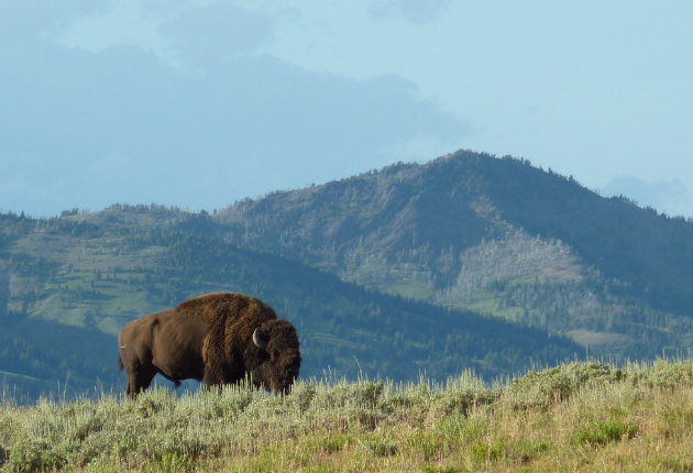 22 Living in Wyoming Pros and Cons